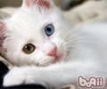 怎么让猫咪记住自己的姓名