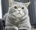 四招调教做错事的猫咪