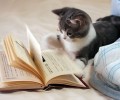 养猫知识全攻略
