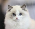 家里的母猫乱撒尿该怎么办