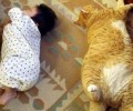 怎么培育猫咪的作息时间？