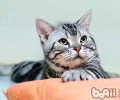 怎么阻止宠物猫上饭桌？