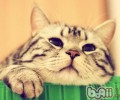怎样练习一只淡定的猫？