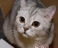 想要练习猫就要先了解猫