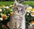 怎么纠正猫咪损坏植物
