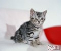 教你了解你的爱猫的性情