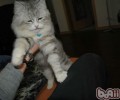 4步教你轻松打造握手猫