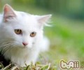 怎么纠正猫咪乱尿尿的行为
