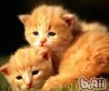 新猫进家与老猫阻隔可防止打架