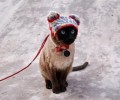 猫咪也是需求带出去漫步的