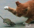 猫为什么会抓东西送给你