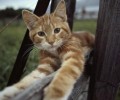 猫咪喜爱咬人抓人该怎么办