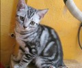猫咪为什么喜爱咬纺织品