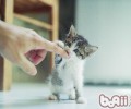 胆怯猫咪认生的训练方法