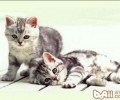 怎么让宠物猫和小孩友好相处