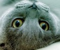 怎么练习死性不改型的猫咪