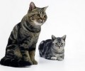 猫咪共处时分老是打架怎么办