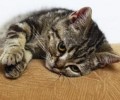 猫咪正确运用猫抓板的十个准则