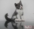 怎么练习猫咪运用猫砂