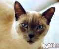 猫咪为什么难以练习