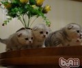 猫咪夜游的习气能纠正吗
