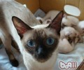 怎样练习猫猫抓爬