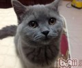 调教猫咪要据守哪些准则