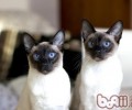 猫咪太狡猾该怎样练习