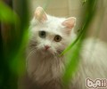 猫咪深夜扰民怎么办