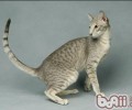 怎样防止猫咪晚上跑出去