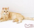 小猫为何不听你的使唤