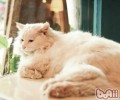 猫咪做错事要怎样教育
