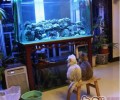 怎么让猫咪跟其他动物和平相处