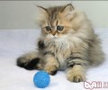 猫咪忽然乱尿怎么办