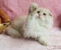猫咪早上起太早吵主人睡觉怎么办