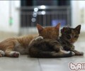 猫咪在床上尿尿怎么办