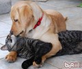 猫狗为啥一见面就要打架