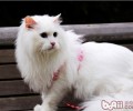怎么阻止山东狮子猫游玩中的进犯