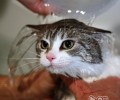 猫咪为啥会这么怕水
