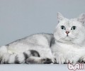 怎样练习英国短毛猫抽水马桶上厕所