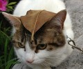 四招下降猫咪丢失危险