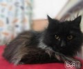 教你两招让猫咪听话