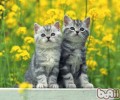 猫咪床上尿尿的原因和应对办法