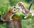 猫咪为什么会打架