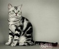 捉猫和抱猫怎样确保安全