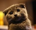 折耳猫练习之怎么练习折耳猫不抓家具
