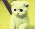 折耳猫练习技巧