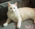 猫咪家庭练习小常识