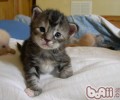 怎么让猫咪成为优异的接客猫咪