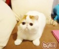 怎么练习猫咪在猫砂里大小便